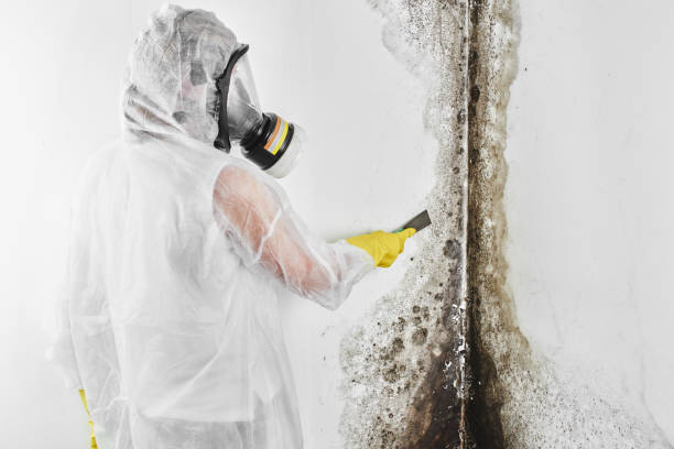 Environmental Consulting for Mold Prevention in Watts Mills, SC